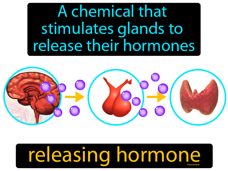 Releasing Hormone Definition