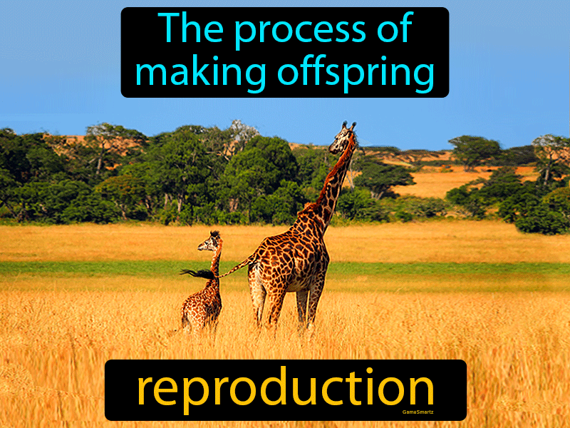 Reproduction Definition