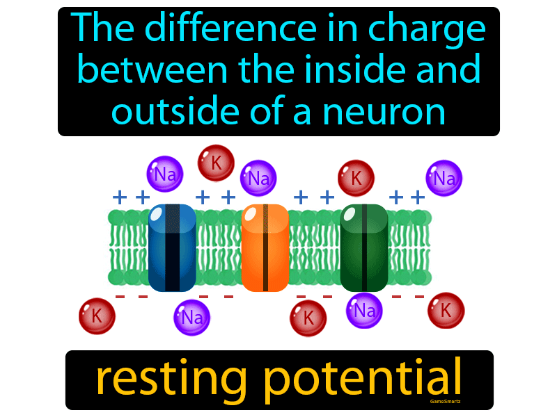 Resting Potential Definition