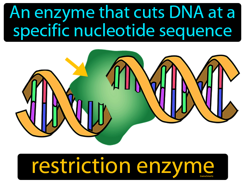 Restriction Enzyme Definition