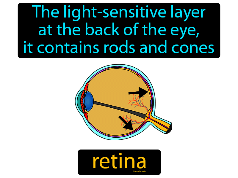Retina Definition
