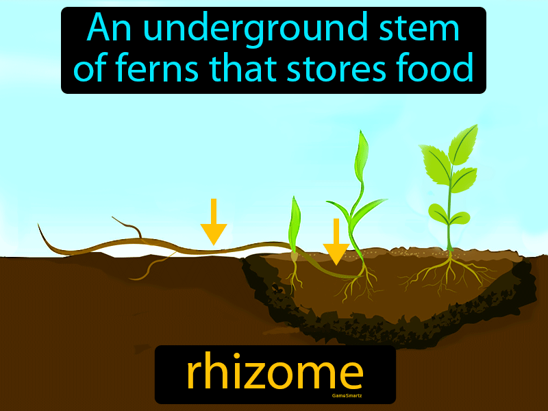 Rhizome Definition