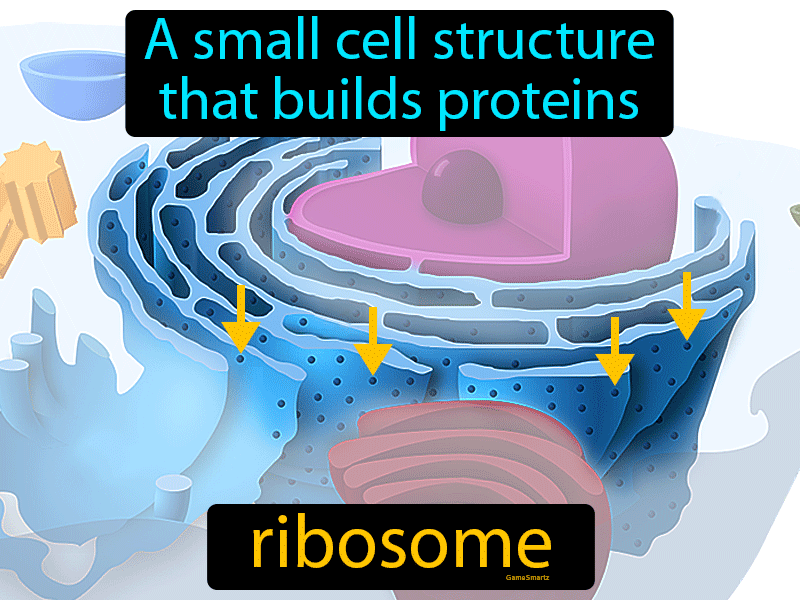 Ribosome Definition