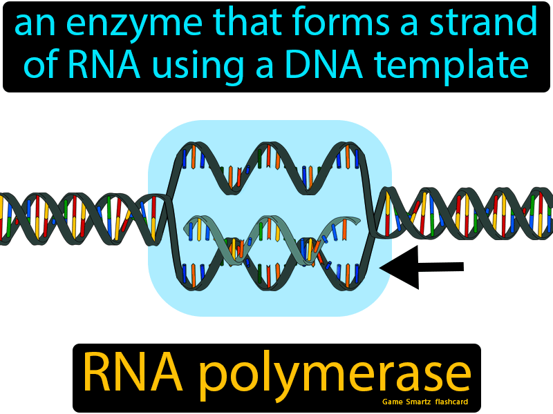 RNA Polymerase Definition