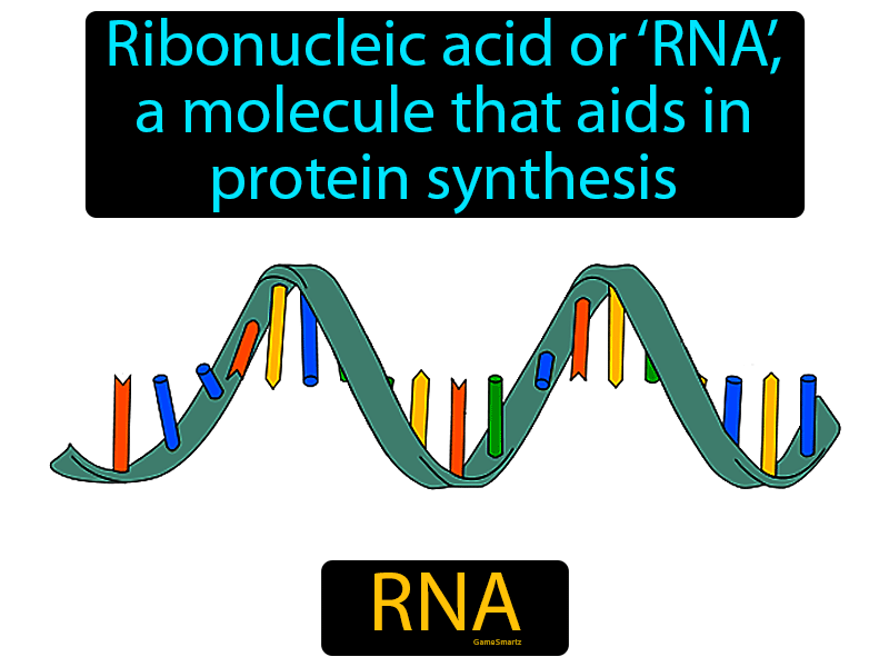 RNA Definition
