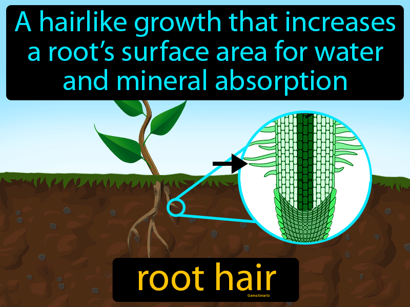 Root Hair Definition & Image | GameSmartz
