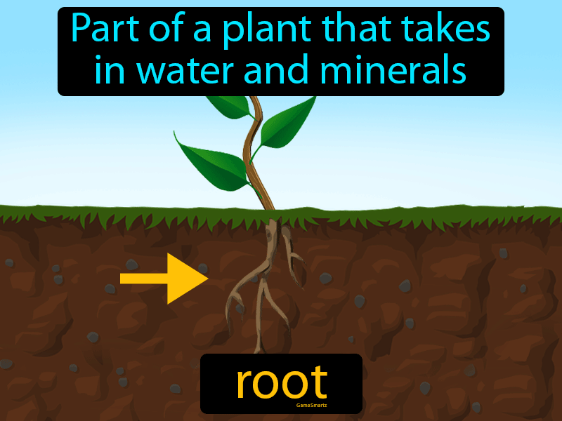 Root Definition