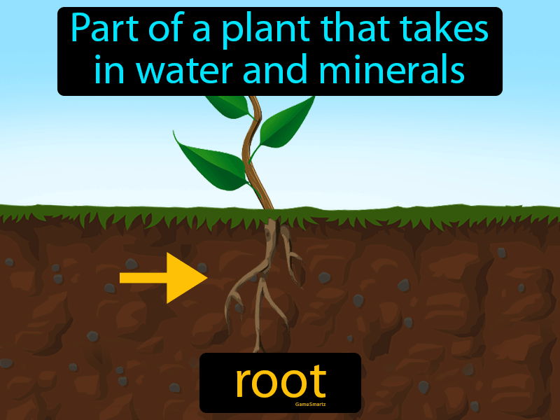 Root Definition Image GameSmartz