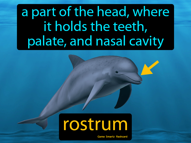 Rostrum Definition