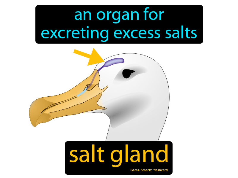 Salt Gland Definition