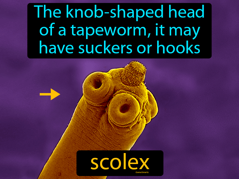 Scolex Definition