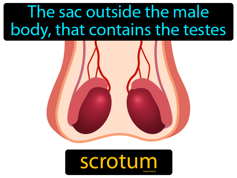 Scrotum Definition