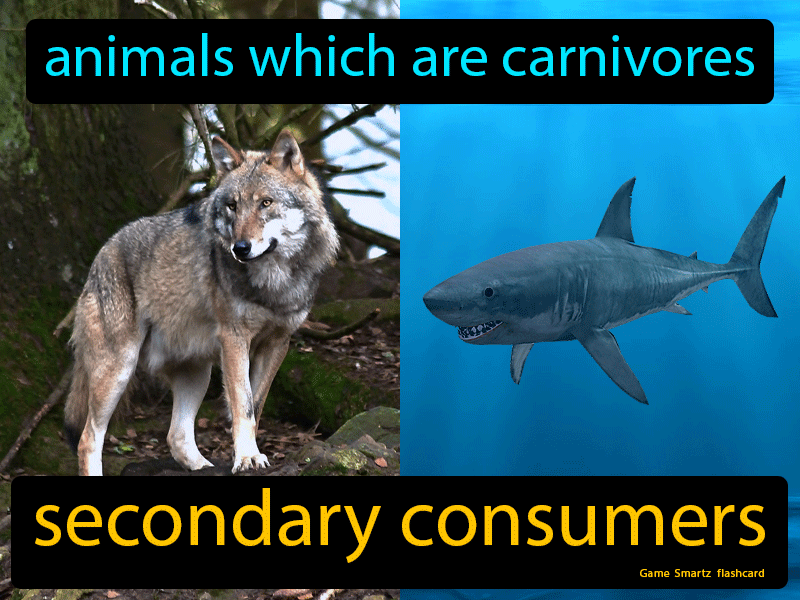 Secondary Consumers Definition