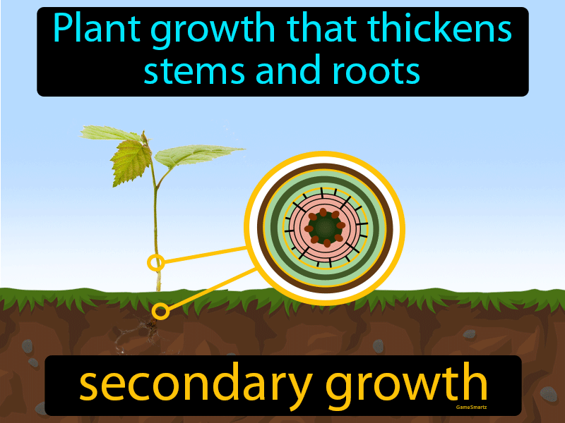 Secondary Growth Definition Image GameSmartz