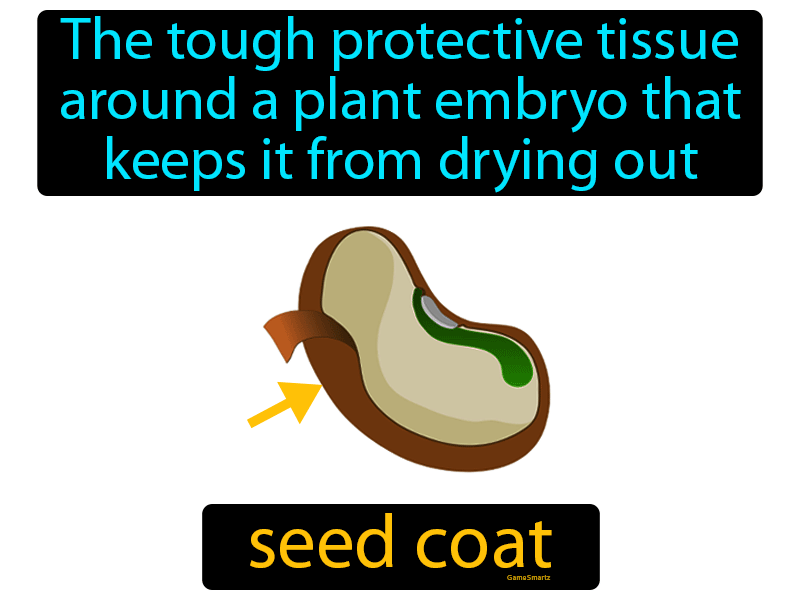 Seed Coat Definition