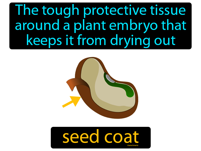 Define Seed Coat