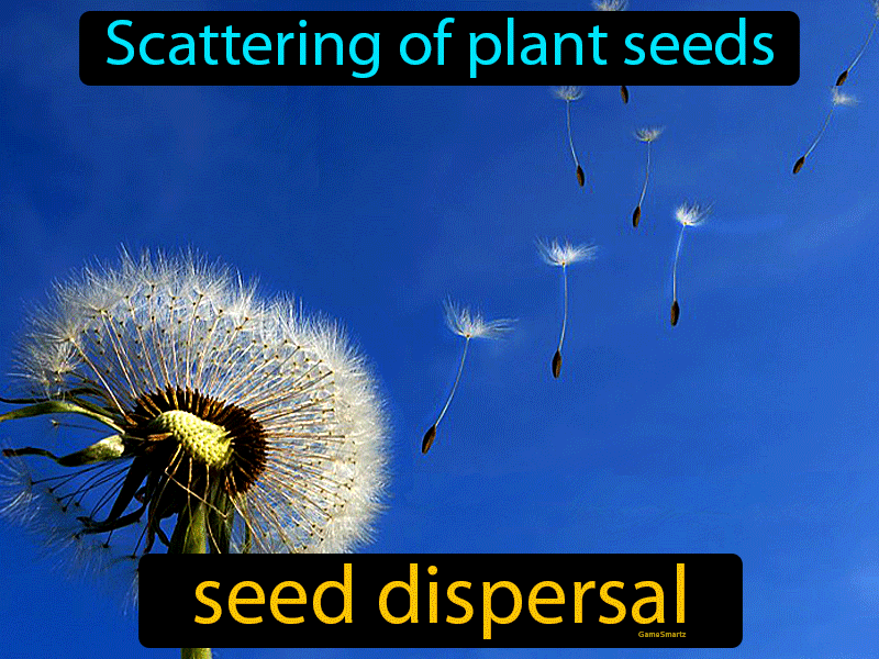 What Is Seed Dispersal Definition