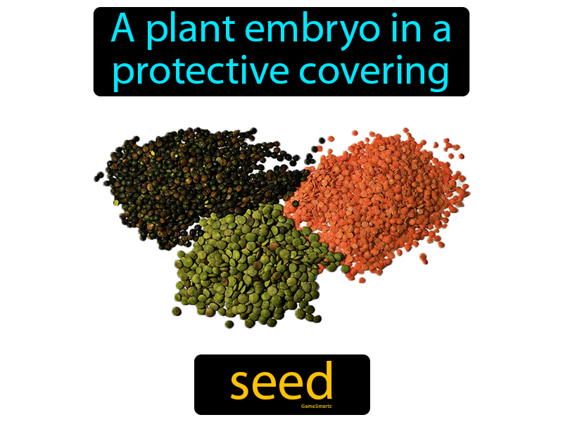 Seed Definition