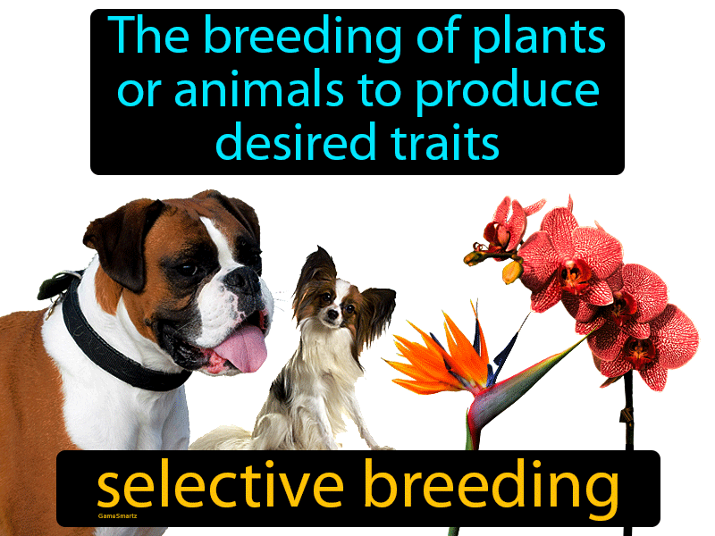 Selective Breeding Definition