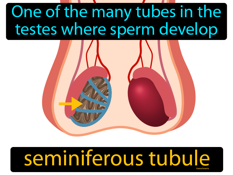 Seminiferous Tubule Definition