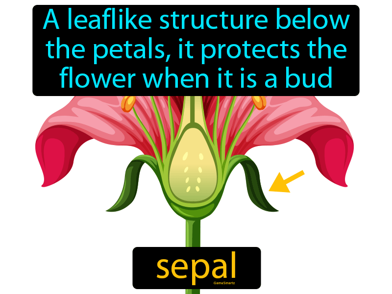 sepal-easy-to-understand