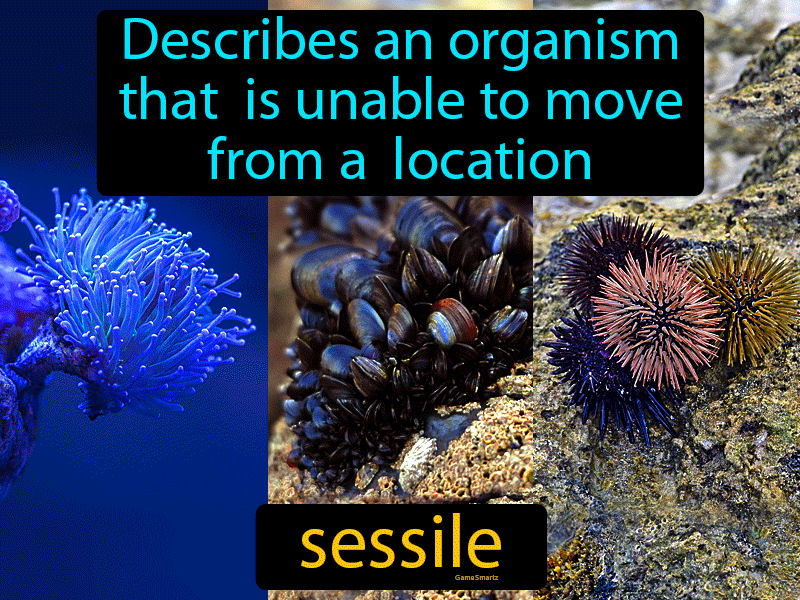 Meaning sessile Understanding Your
