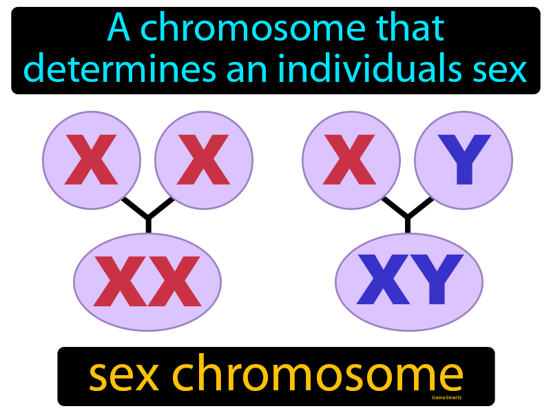 Sex Chromosome Definition