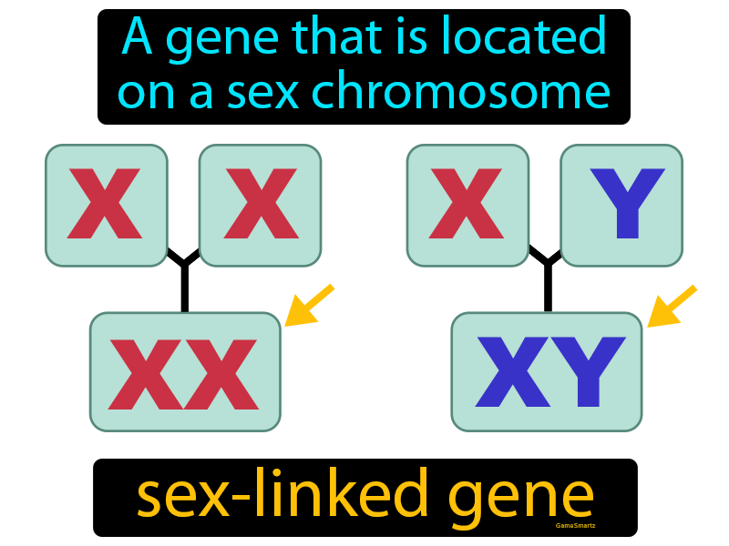Sex Linked Gene Definition And Image Gamesmartz
