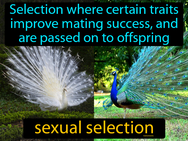 Sexual Selection Definition