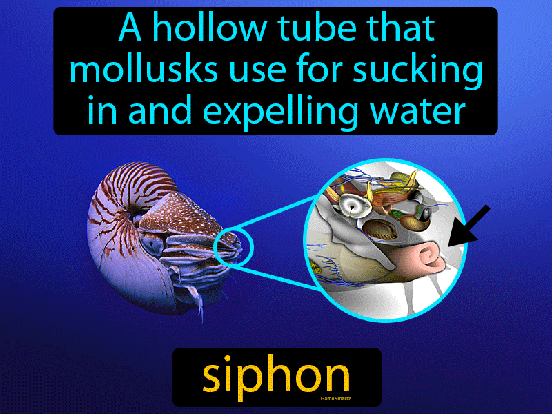 Siphon Definition