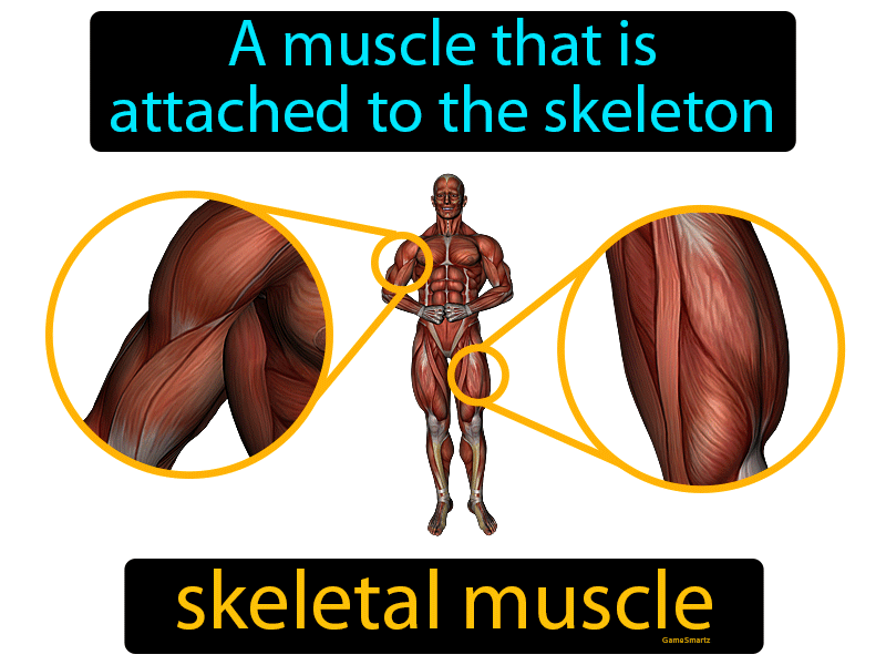 Skeletal Muscle Definition
