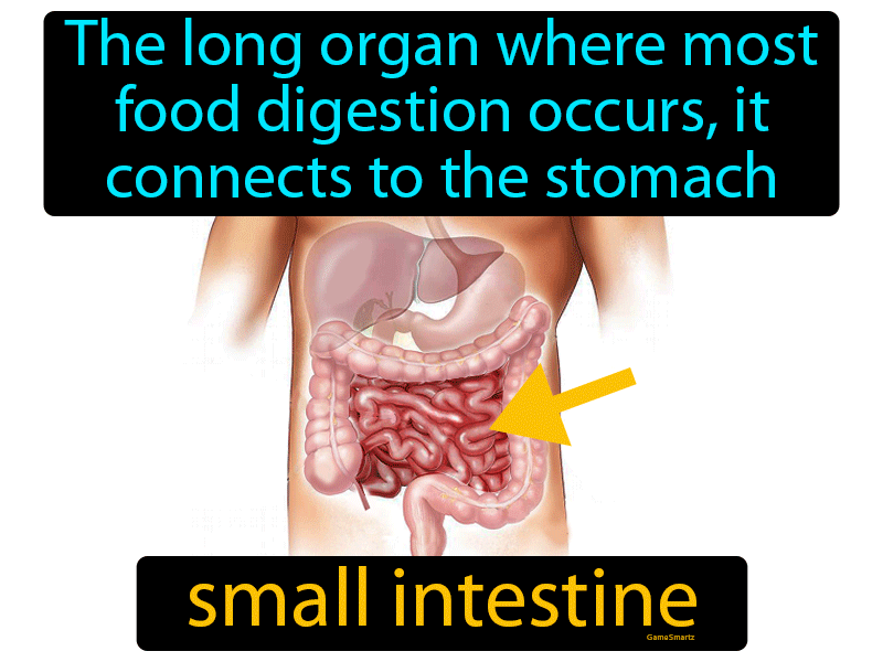 Small Intestine Definition