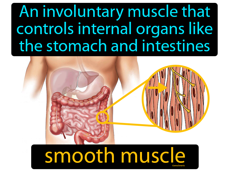 Smooth Muscle Definition