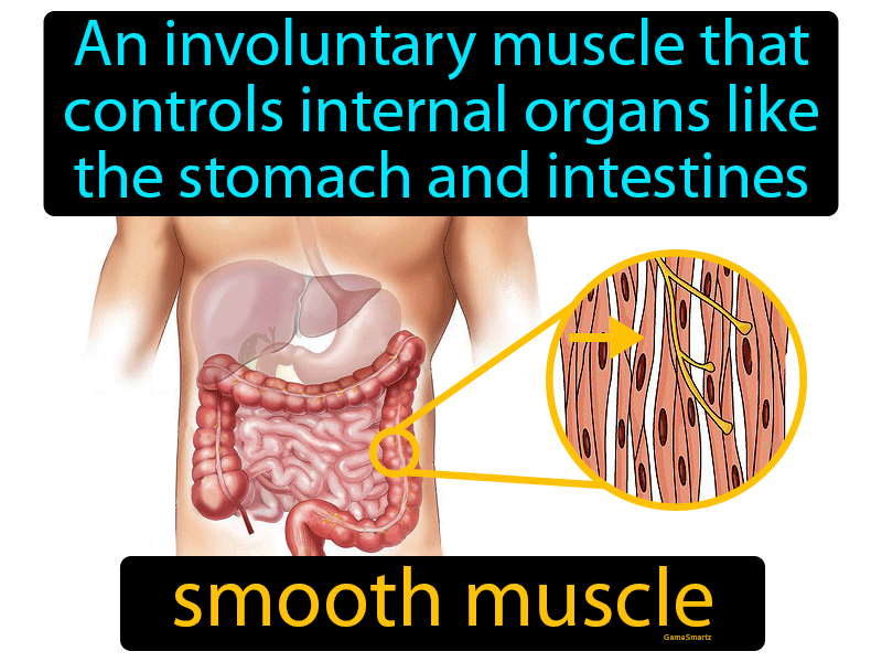 smooth-muscle-definition-image-gamesmartz