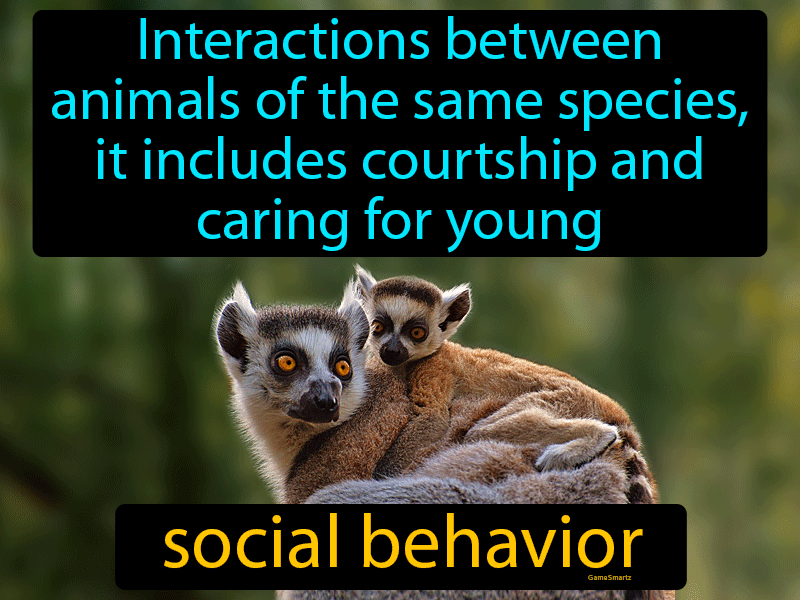Social Behavior Definition
