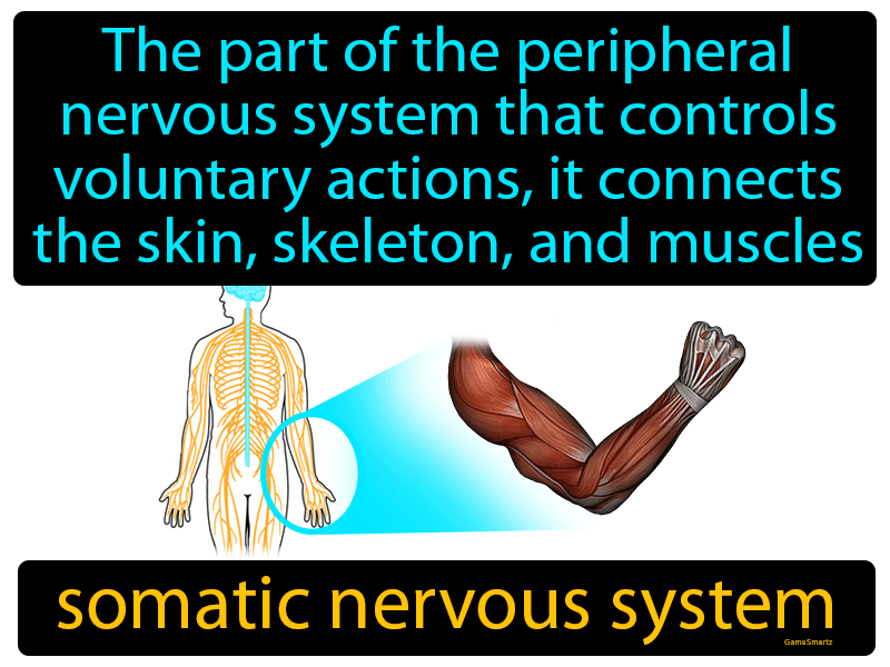 somatic nervous system consists of
