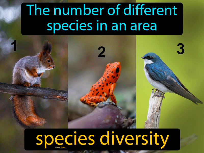 Diversity Animals Definition