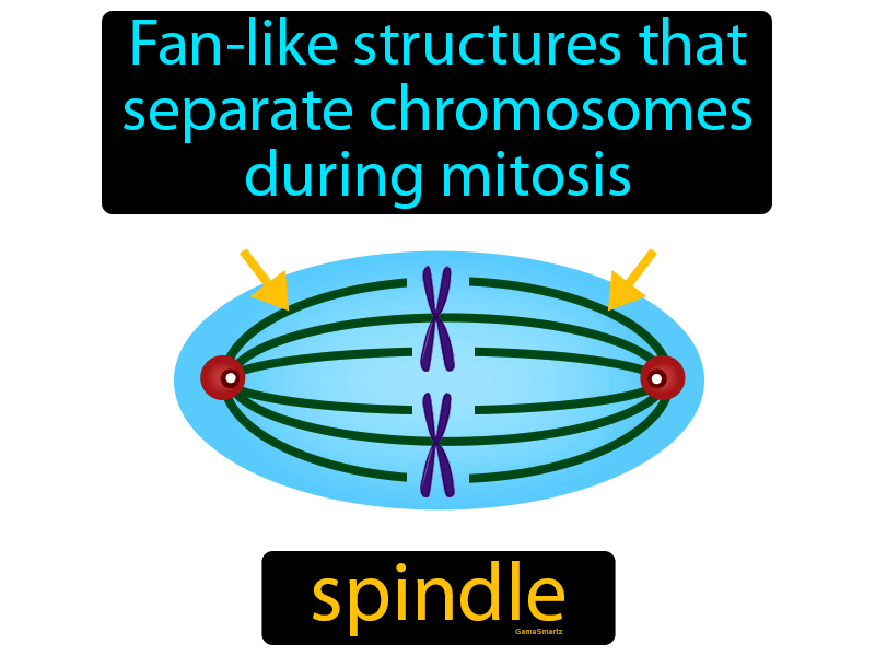 Spindle Definition
