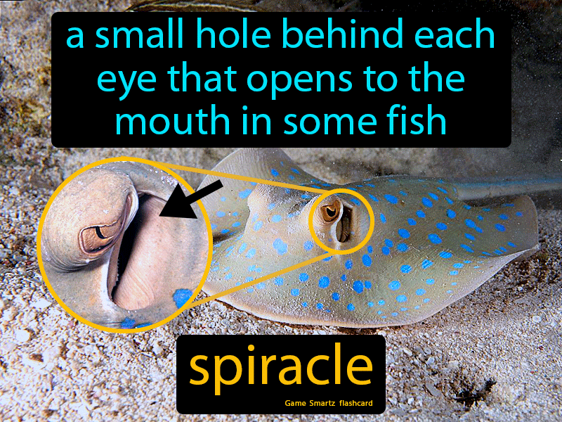 Spiracle In Fish Definition
