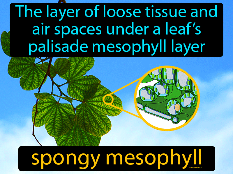 Spongy Mesophyll Definition