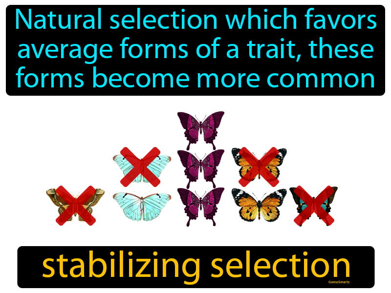 stabilizing-selection-definition-image-gamesmartz