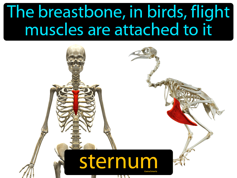 Sternum Definition