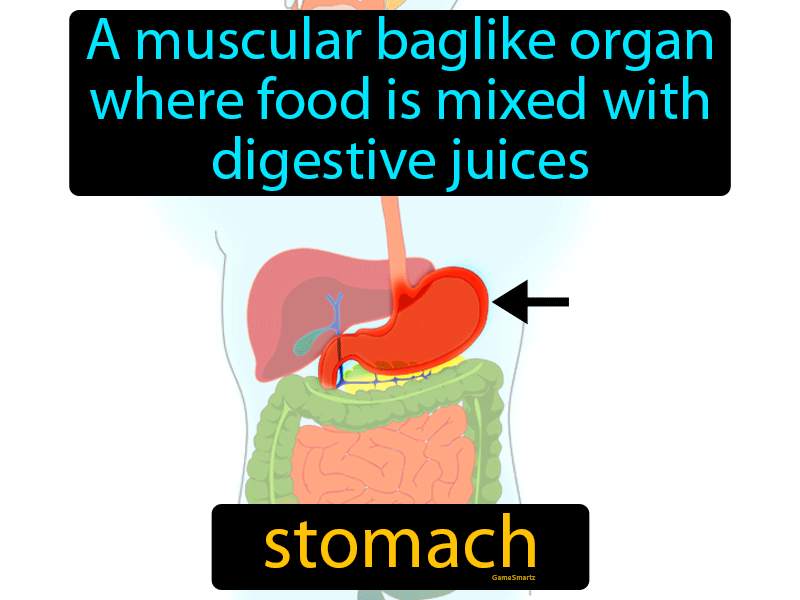 Stomach Definition