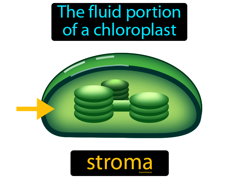 Stroma Definition