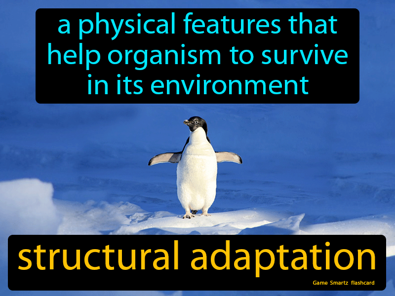 Structural Adaptation Definition