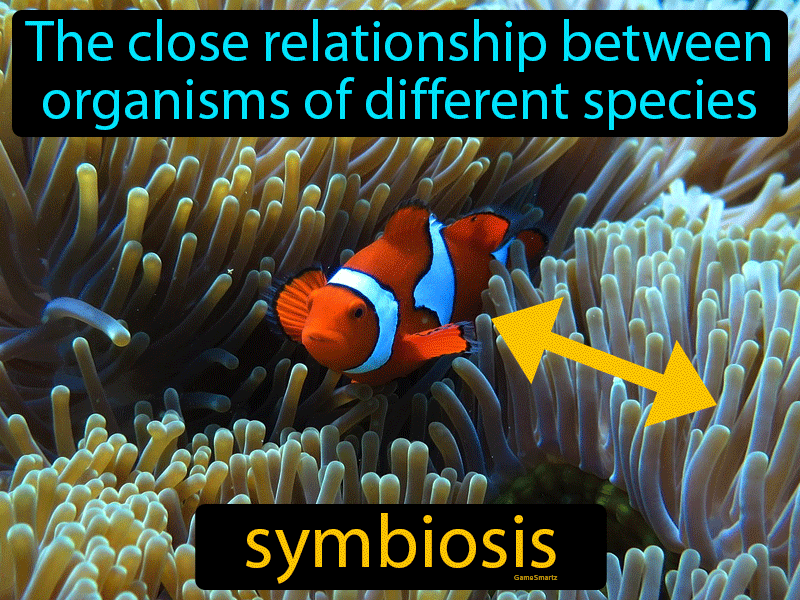 the definition of symbiosis