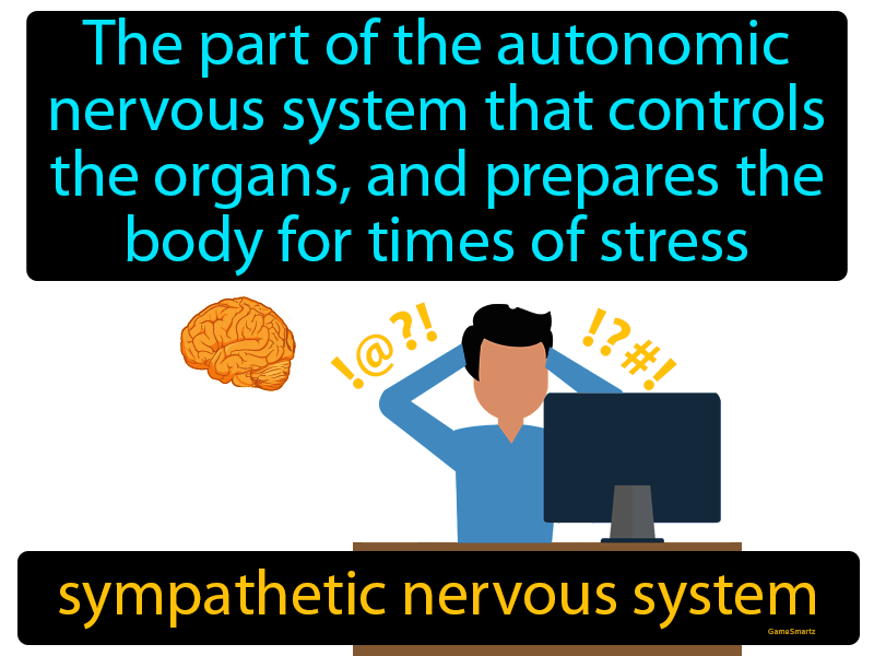 Sympathetic Nervous System Definition