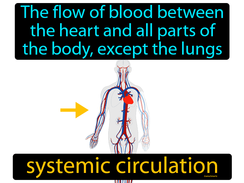 systemic circulation