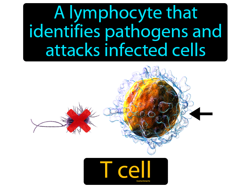 T Cell Definition