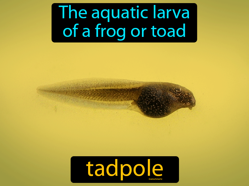 Tadpole Definition